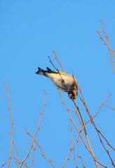 Carduelis carduelis