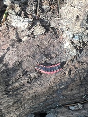 Microphotus angustus