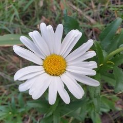 Leucanthemum × superbum