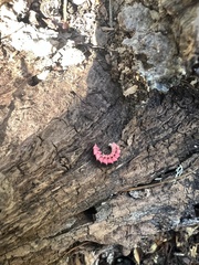 Microphotus angustus