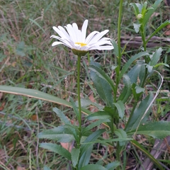 Leucanthemum × superbum