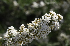 Ozothamnus secundiflorus
