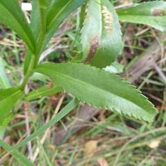 Leucanthemum × superbum