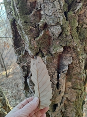 Quercus variabilis