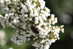 Ozothamnus secundiflorus