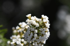 Ozothamnus secundiflorus