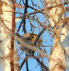 Carduelis carduelis