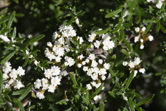 Ozothamnus secundiflorus