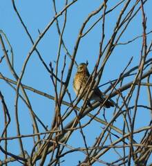 Turdus pilaris