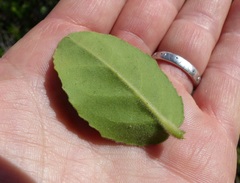 Mystroxylon aethiopicum