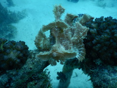 Rhinopias eschmeyeri