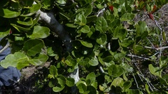 Mystroxylon aethiopicum