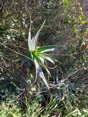 Aloe arborescens