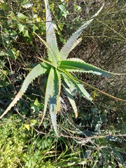 Aloe arborescens