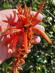 Aloe arborescens