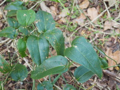 Smilax australis