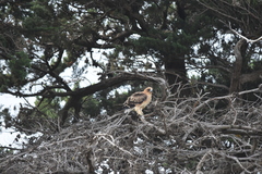 Hieraaetus morphnoides