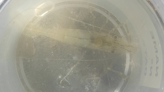 Palaemon macrodactylus