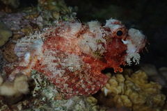 Scorpaenopsis barbata