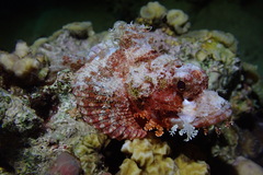 Scorpaenopsis barbata