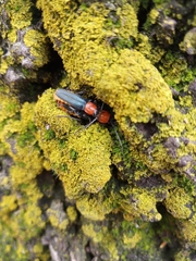 Chauliognathus tricolor