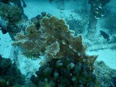Rhinopias eschmeyeri
