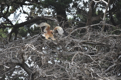 Hieraaetus morphnoides