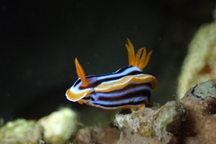 Chromodoris quadricolor