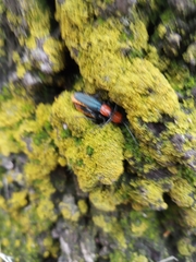 Chauliognathus tricolor