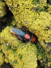Chauliognathus tricolor