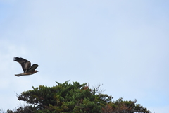 Hieraaetus morphnoides