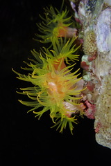 Tubastraea coccinea