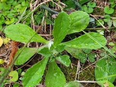Gamochaeta pensylvanica