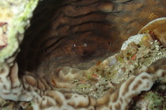 Cuapetes tenuipes