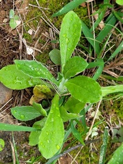 Gamochaeta pensylvanica