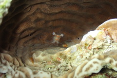 Cuapetes tenuipes
