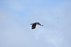 Hieraaetus morphnoides