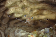 Cuapetes tenuipes