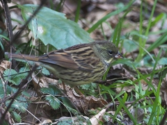 Emberiza personata