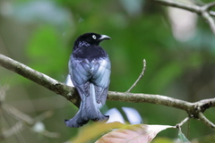 Dicrurus hottentottus leucops