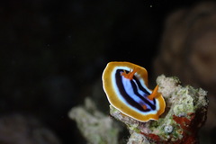 Chromodoris quadricolor