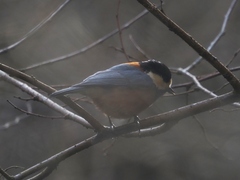 Sittiparus varius varius