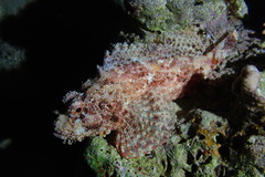 Scorpaenopsis barbata
