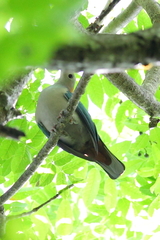 Ducula aenea paulina