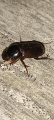 Acrossidius tasmaniae