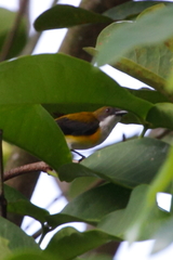 Dicaeum aureolimbatum