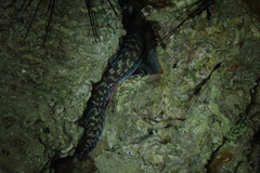 Gymnothorax pharaonis
