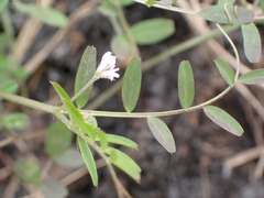Vicia hirsuta