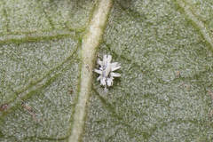 Aleuroplatus coronata