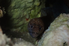 Gymnothorax pharaonis